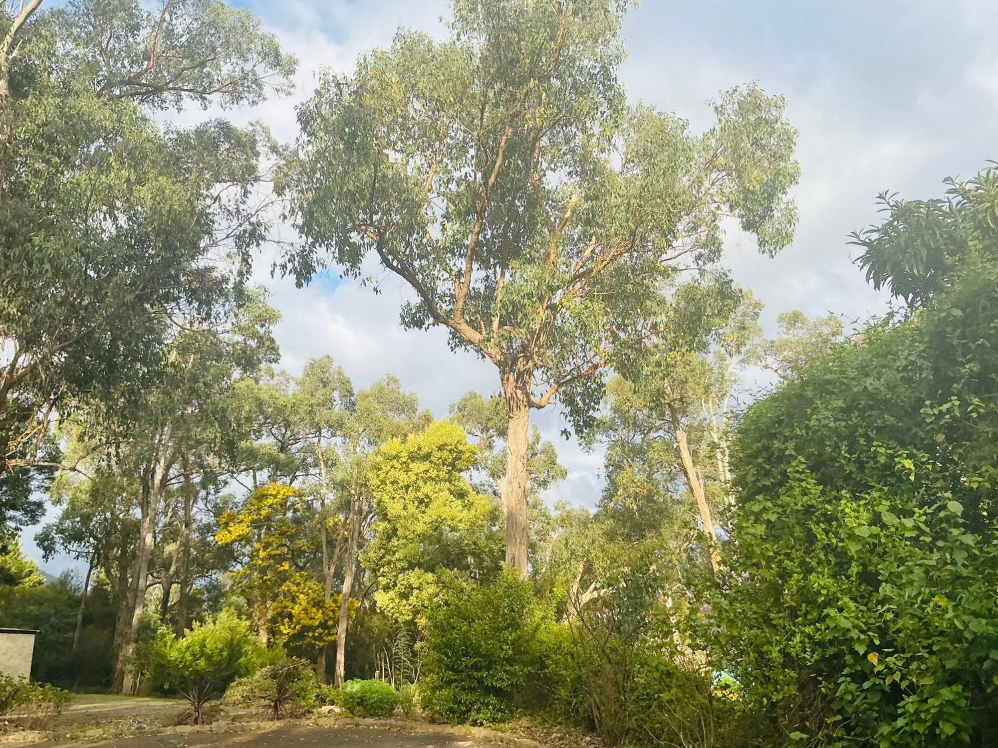 Sanctuary House Resort Motel Healesville Kültér fotó